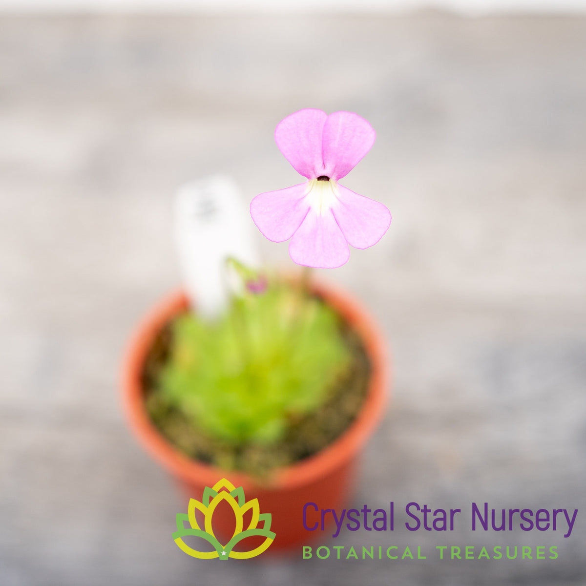 Pinguicula Ehlersiae