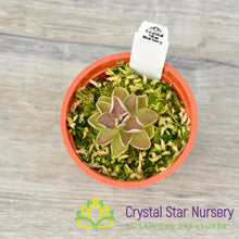 Pinguicula Ehlersiae (Ixmiquilpan)