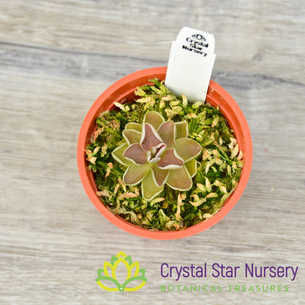 Pinguicula Ehlersiae (Ixmiquilpan)