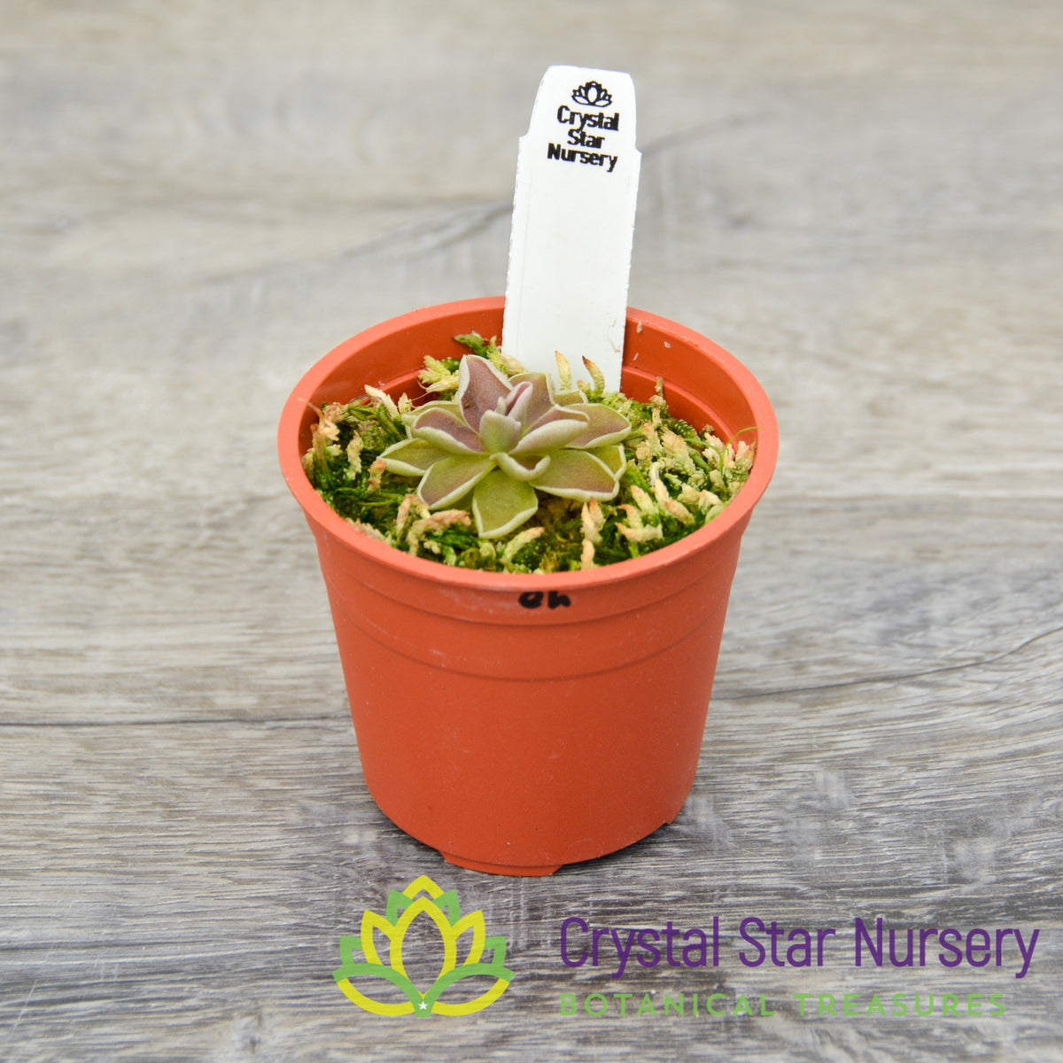 Pinguicula Ehlersiae (Ixmiquilpan)