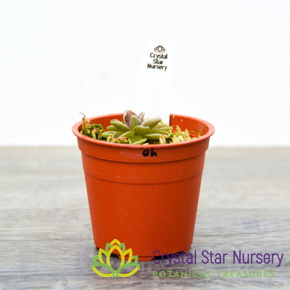 Pinguicula Ehlersiae (Ixmiquilpan)