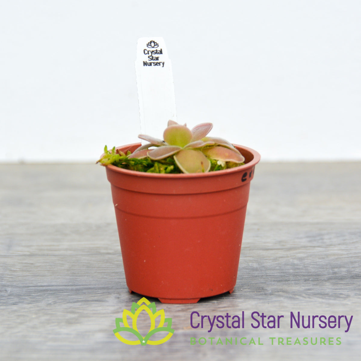 Pinguicula Ehlersiae X Agnata