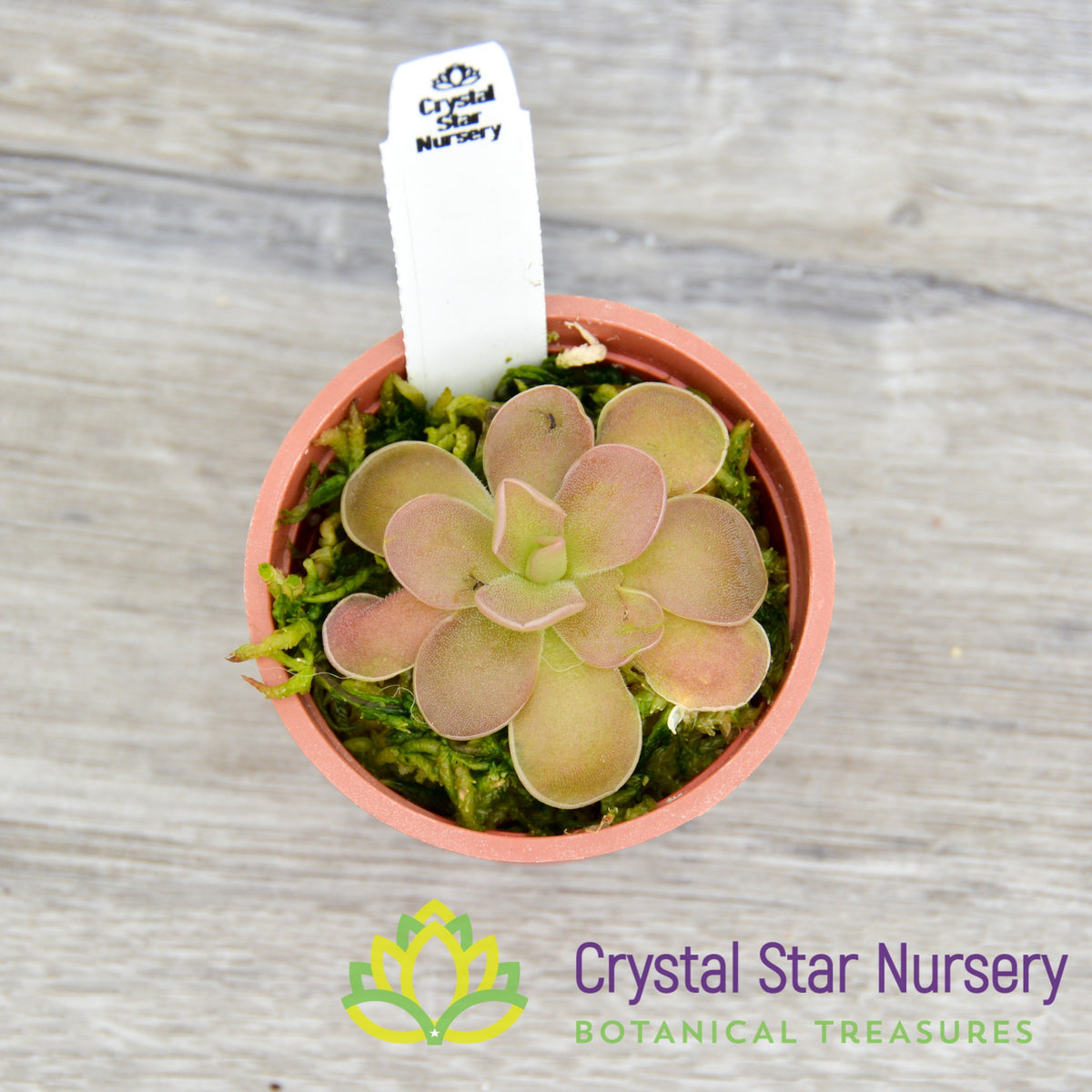 Pinguicula Ehlersiae X Agnata