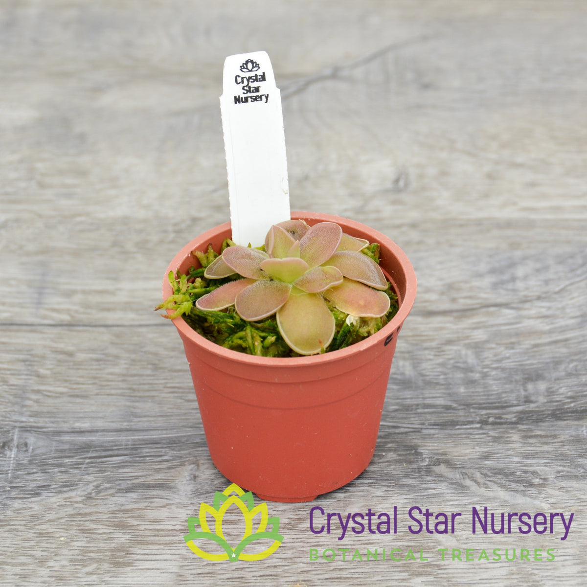 Pinguicula Ehlersiae X Agnata