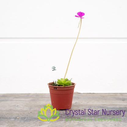 Pinguicula Ehlersiae (Ixmiquilpan)