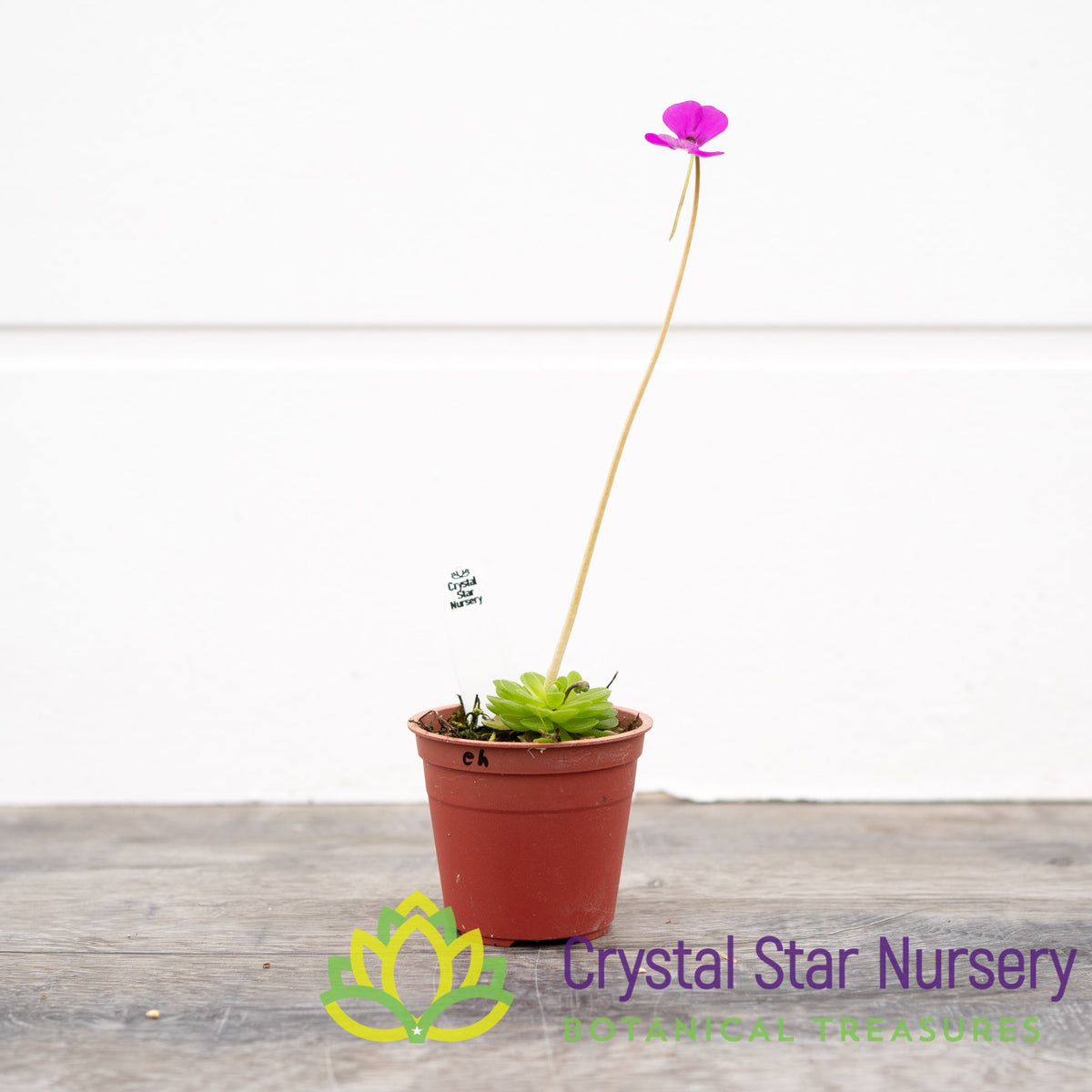 Pinguicula Ehlersiae (Ixmiquilpan)