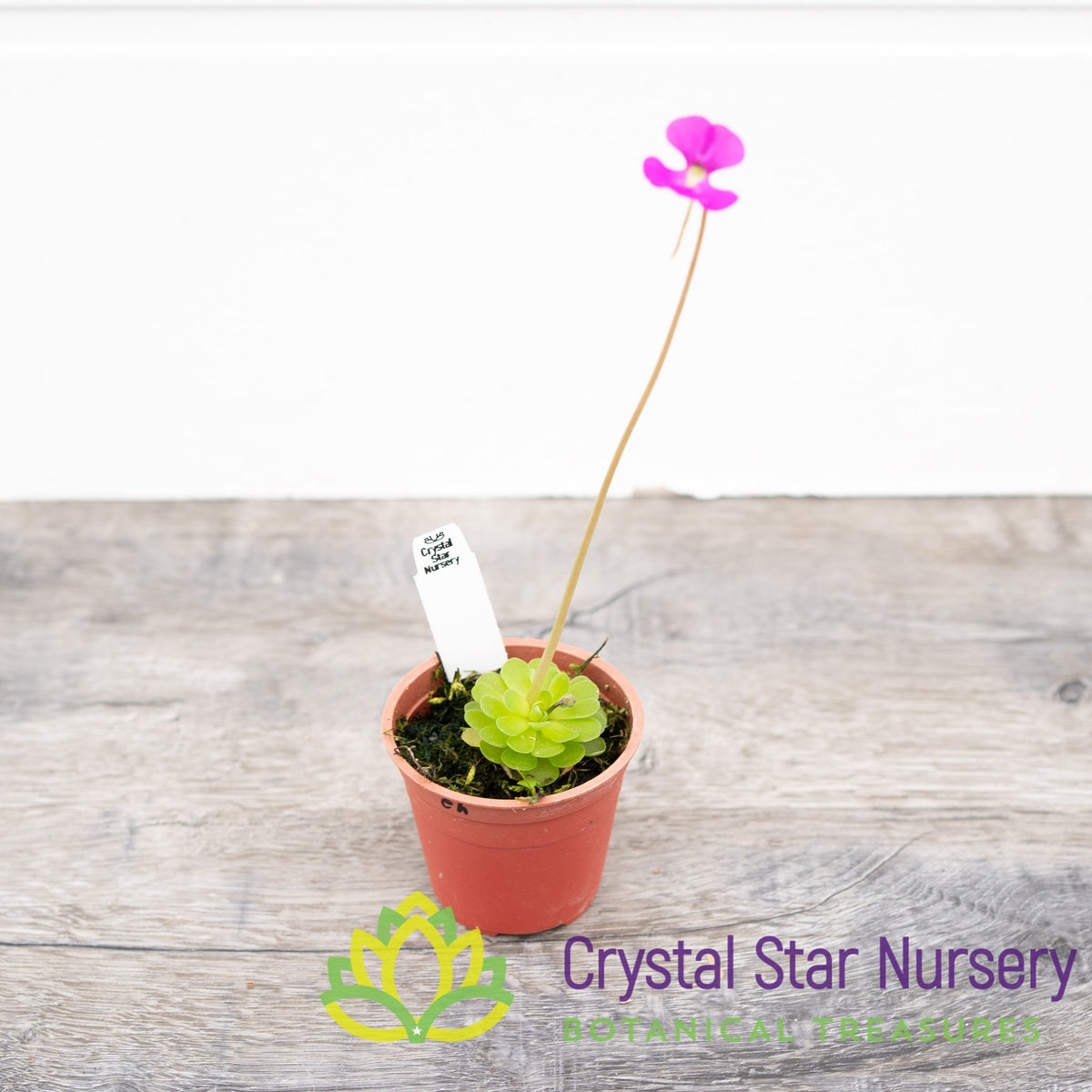 Pinguicula Ehlersiae (Ixmiquilpan)