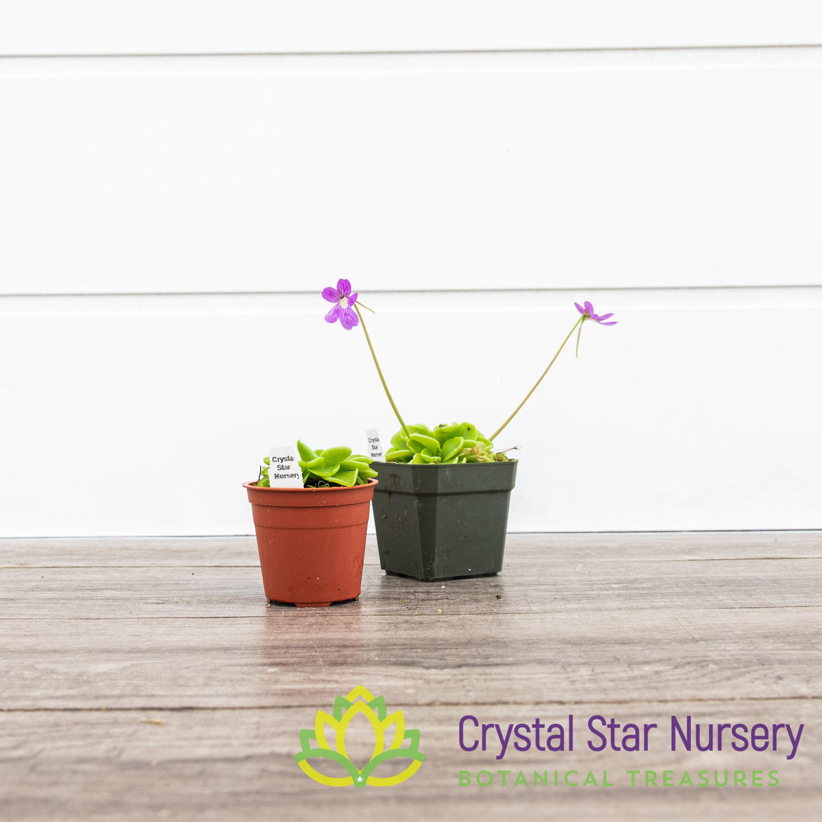 Pinguicula Emarginata X ‘Weser’
