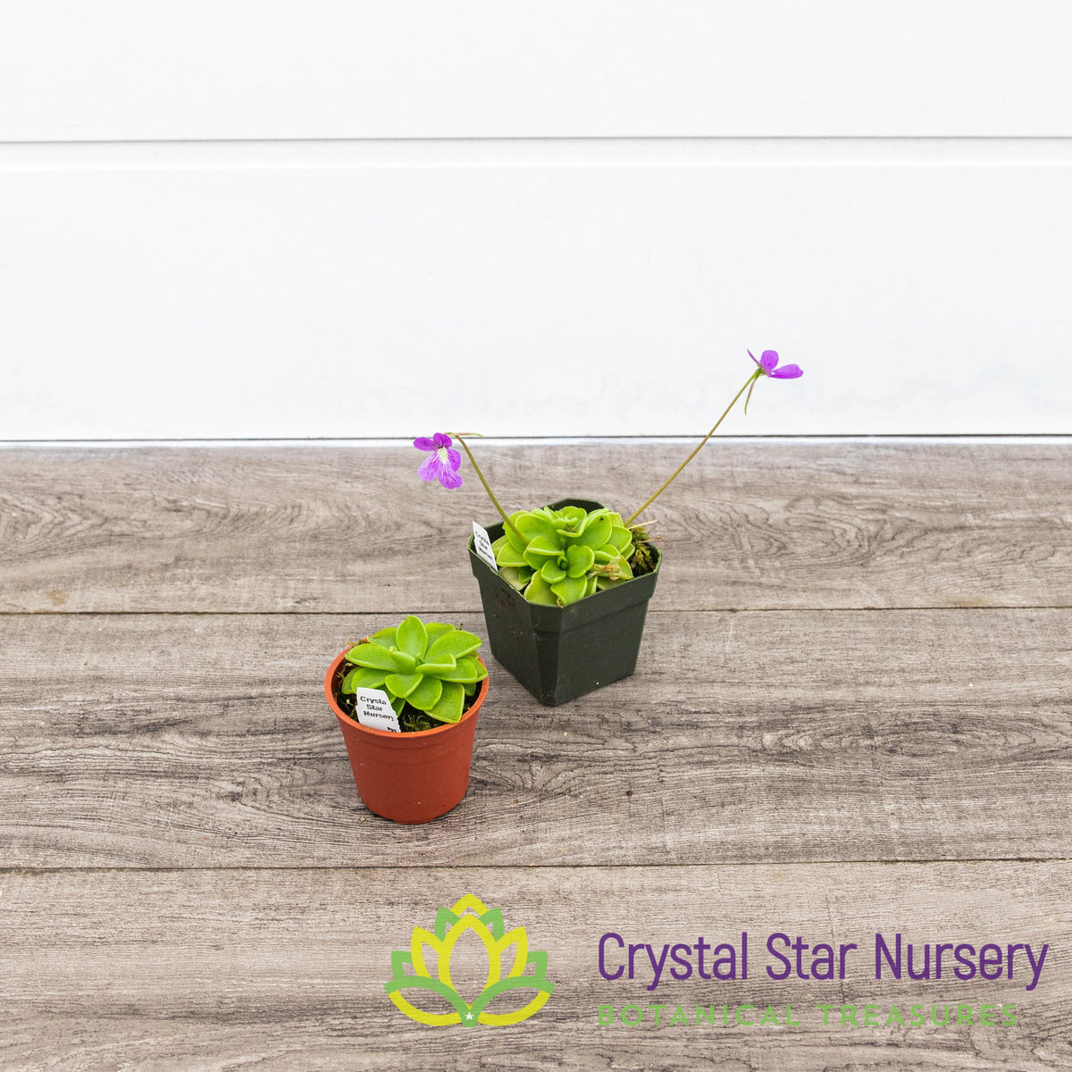 Pinguicula Emarginata X ‘Weser’