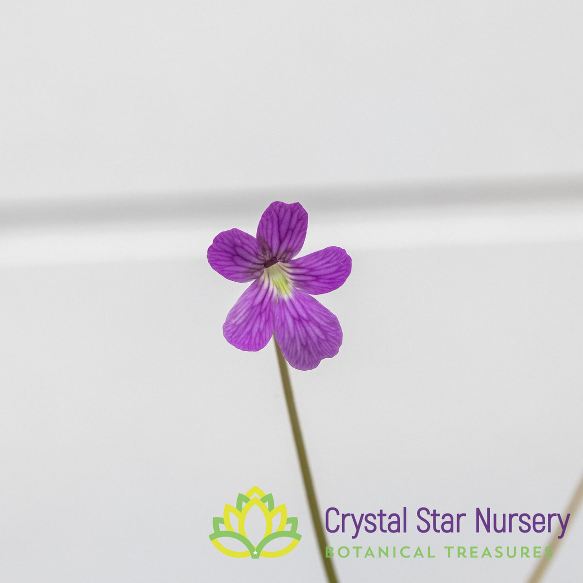 Pinguicula Emarginata X ‘Weser’