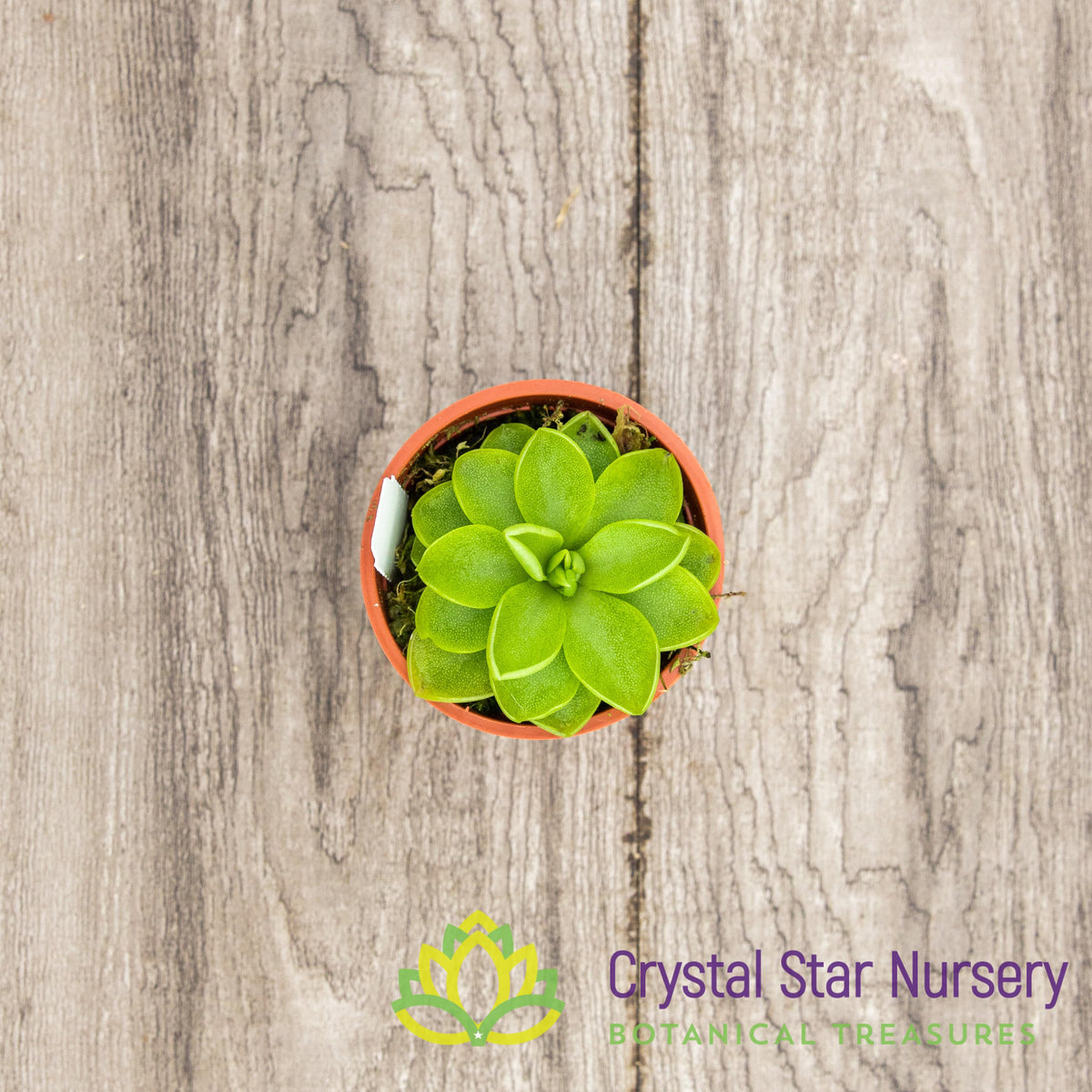 Pinguicula Emarginata X ‘Weser’