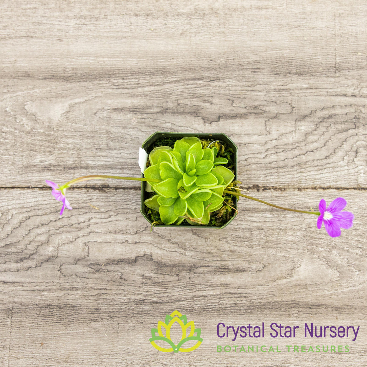 Pinguicula Emarginata X ‘Weser’