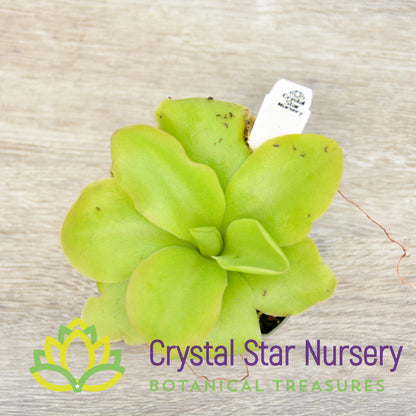 Pinguicula guatemala