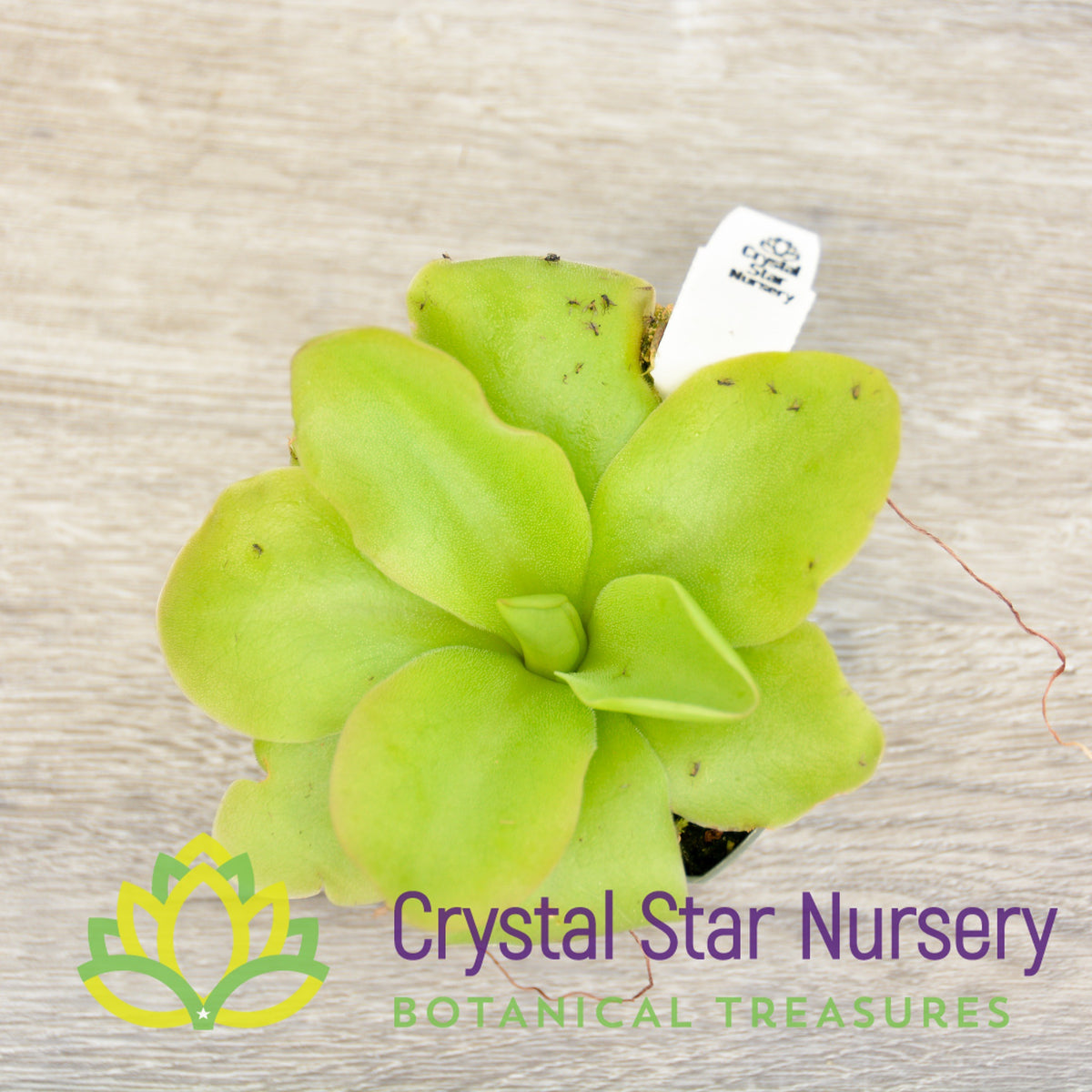 Pinguicula Guatemala
