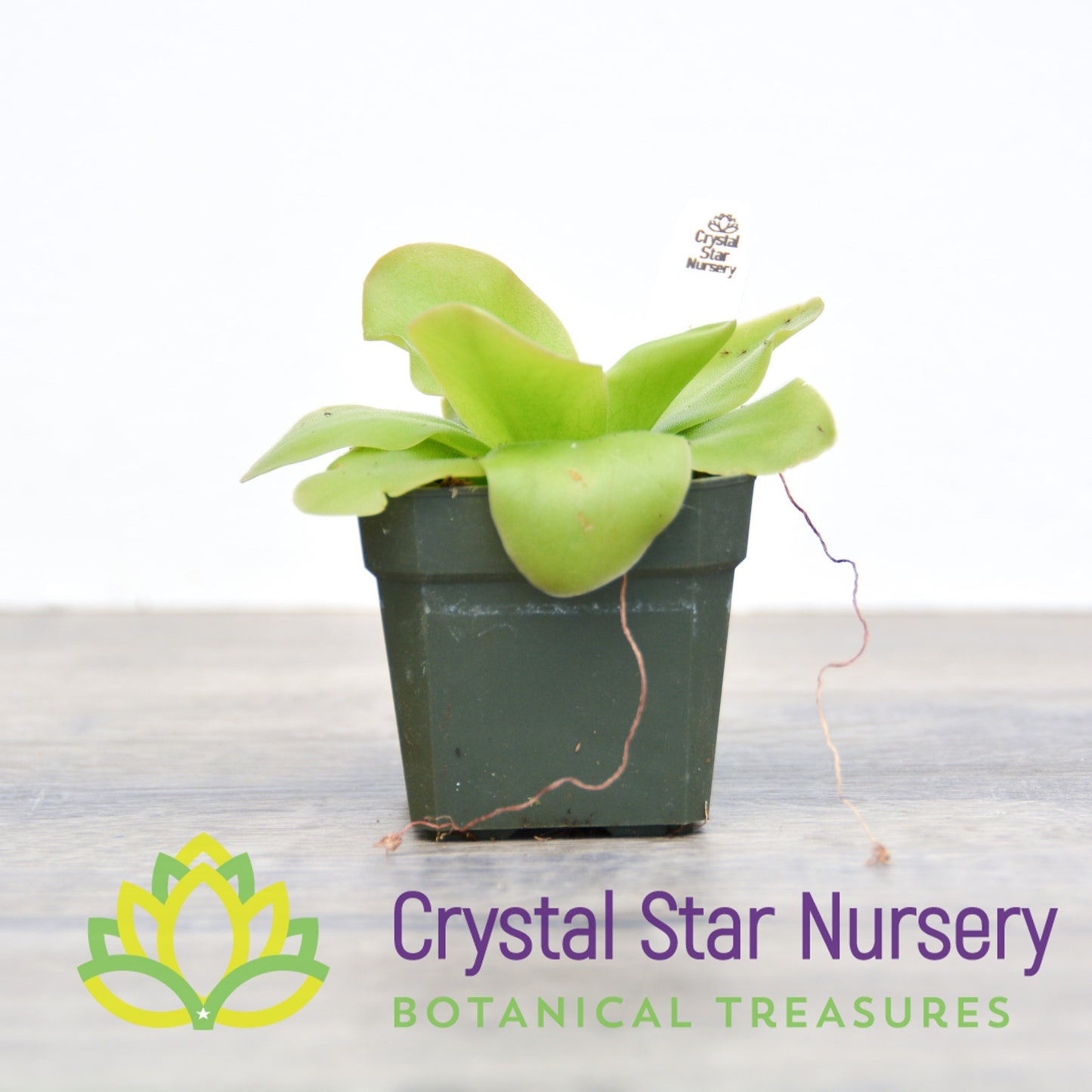 Pinguicula guatemala