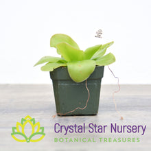 Pinguicula guatemala