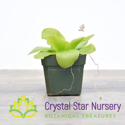 Pinguicula guatemala