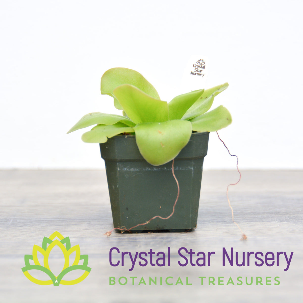 Pinguicula Guatemala