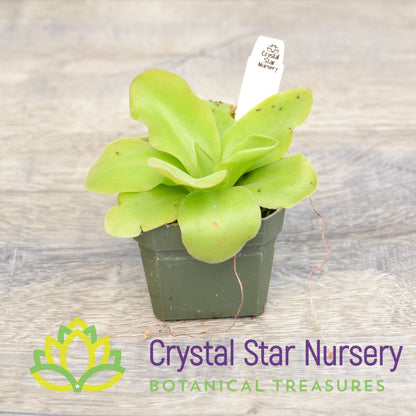 Pinguicula guatemala