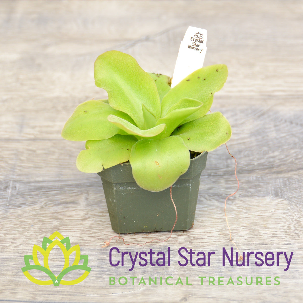 Pinguicula Guatemala