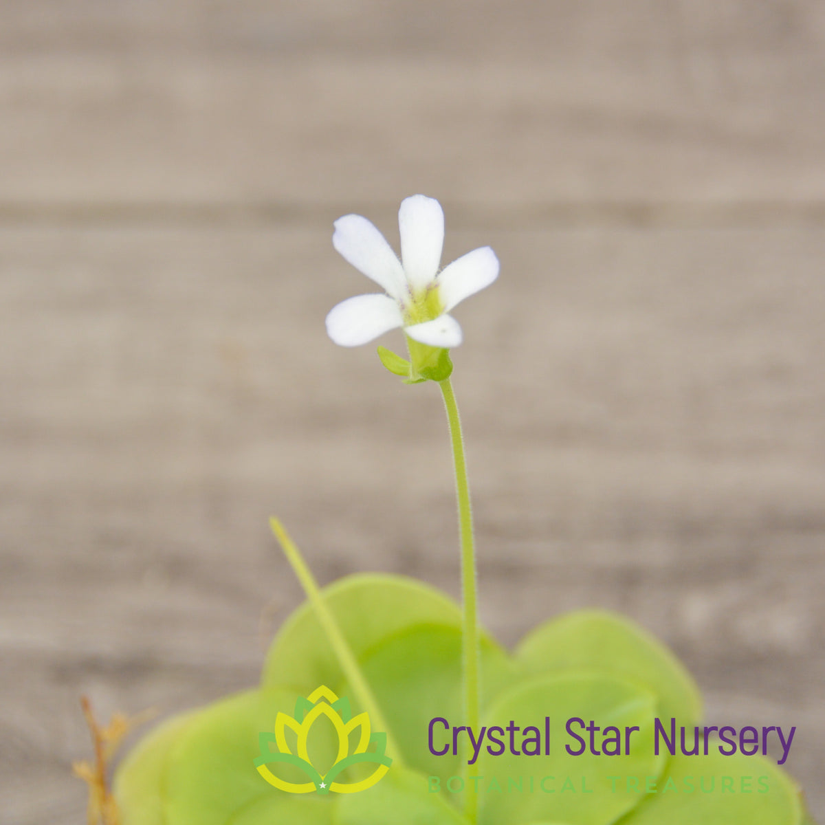 Pinguicula Ibarrae