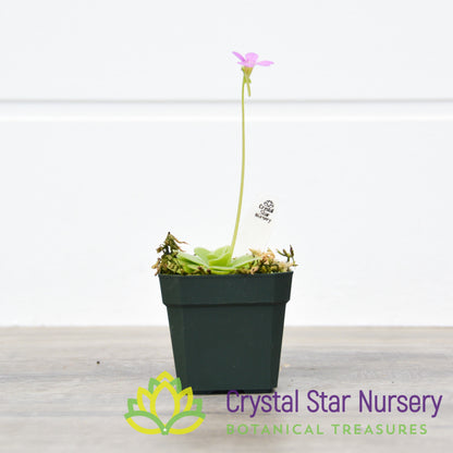 Pinguicula Ibarrae x Guatemala