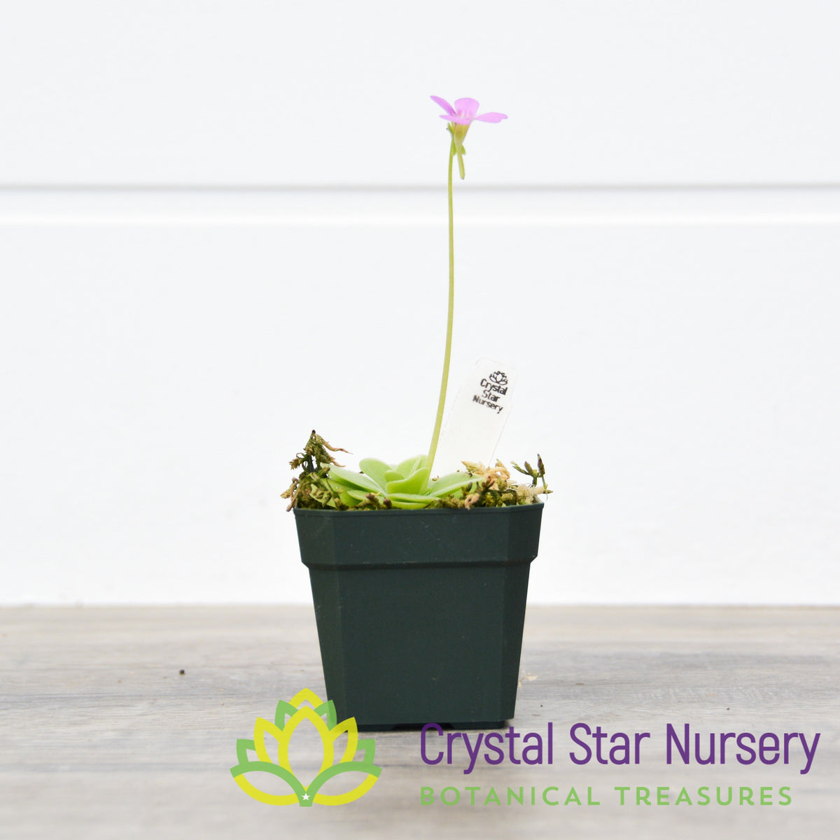 Pinguicula Ibarrae x Guatemala