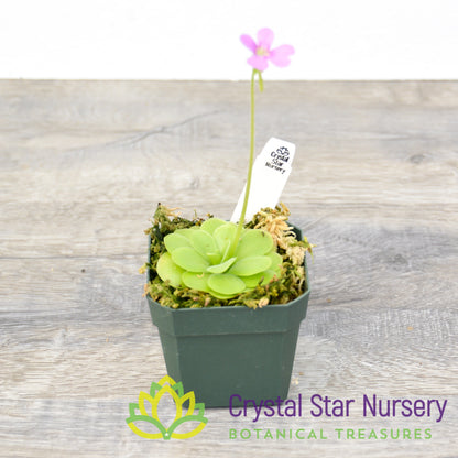 Pinguicula Ibarrae x Guatemala