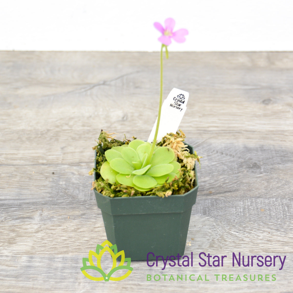 Pinguicula Ibarrae x Guatemala