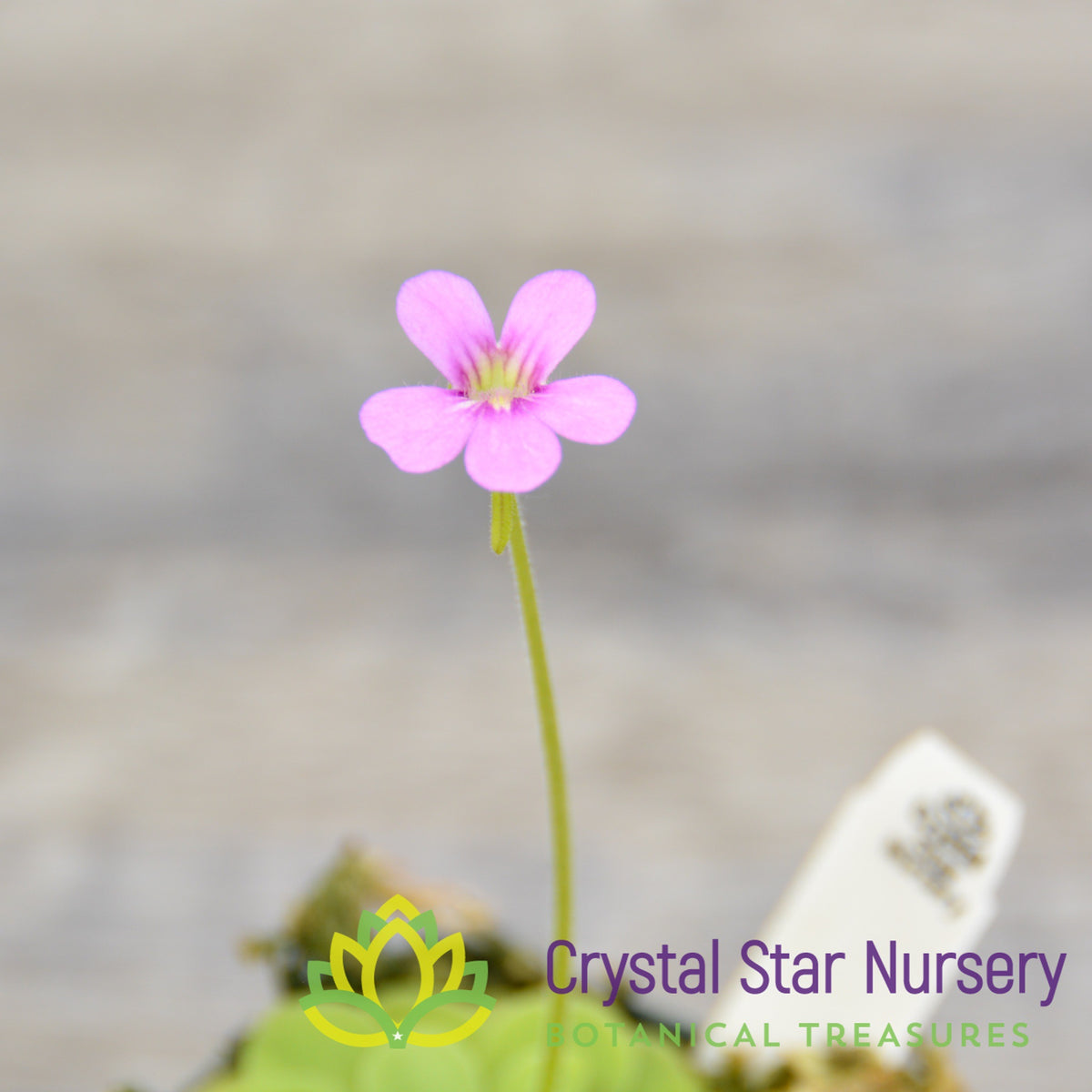 Pinguicula Ibarrae x Guatemala