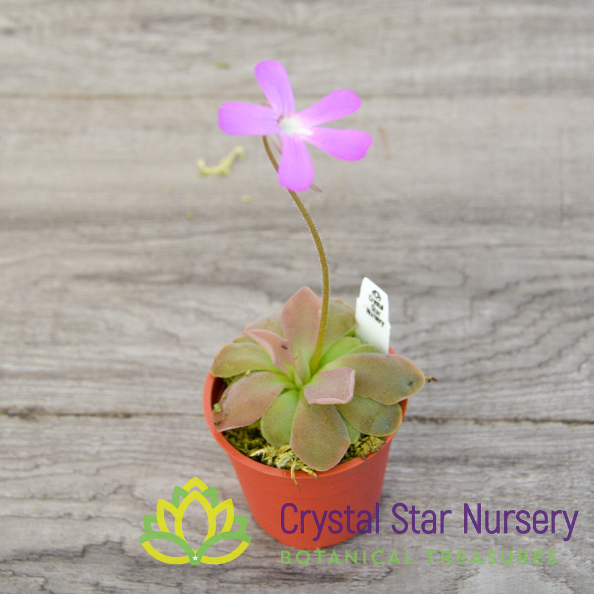 Pinguicula Sethos X Primuliflora