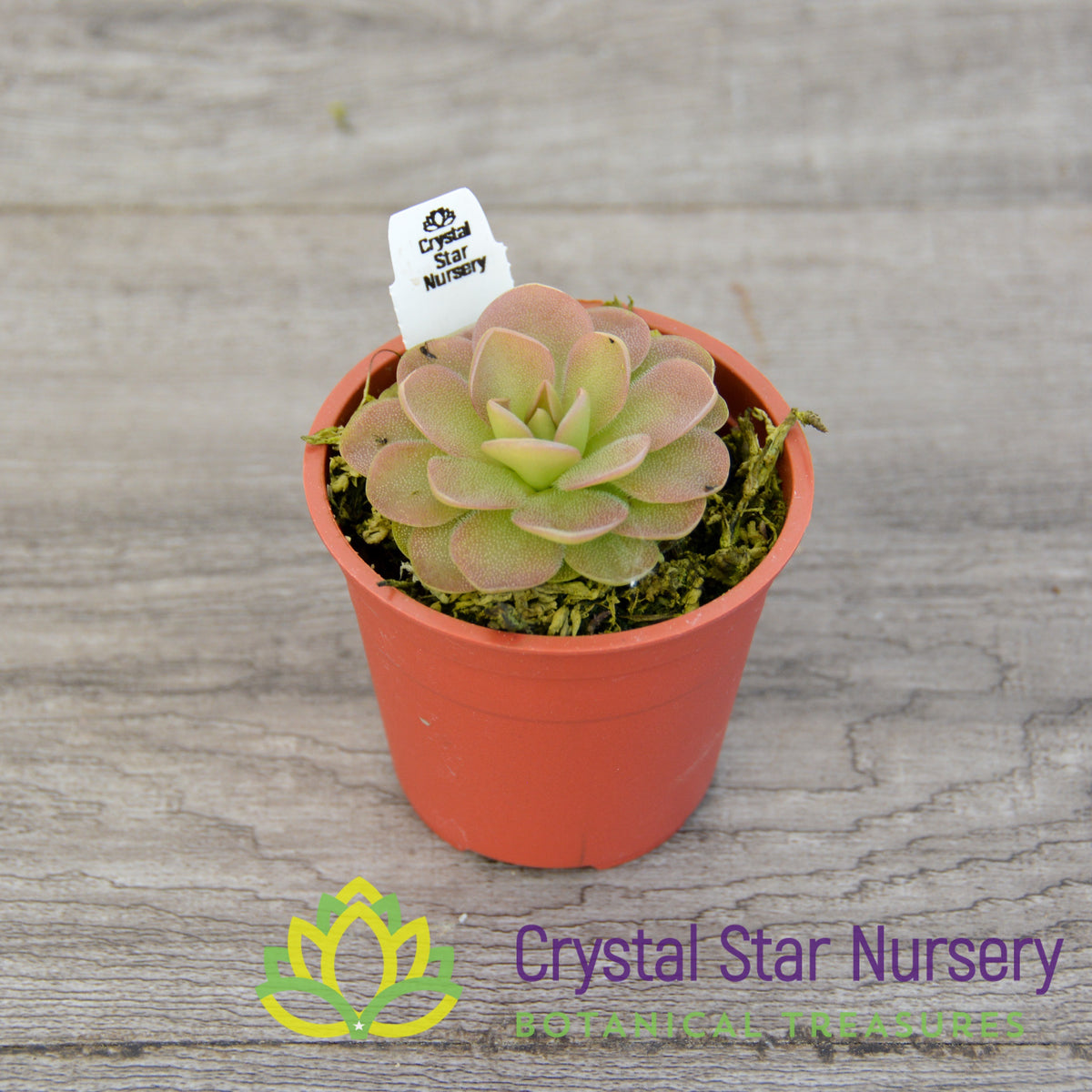 Pinguicula Sethos x Guatemala
