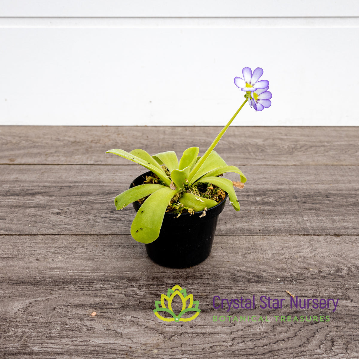 Pinguicula Agnata