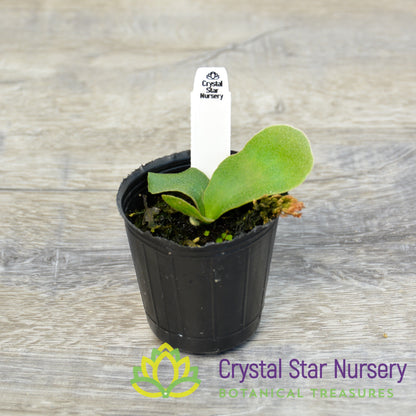 Platycerium Willinckii cv Celso Tatsuta