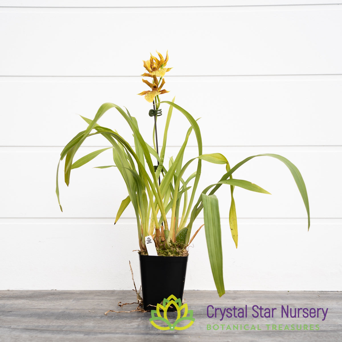 Propetalum Mathina &#39;Elizabeth&#39;