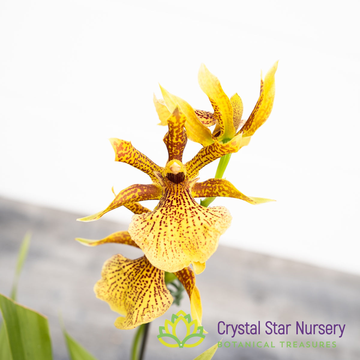 Propetalum Mathina &#39;Elizabeth&#39;