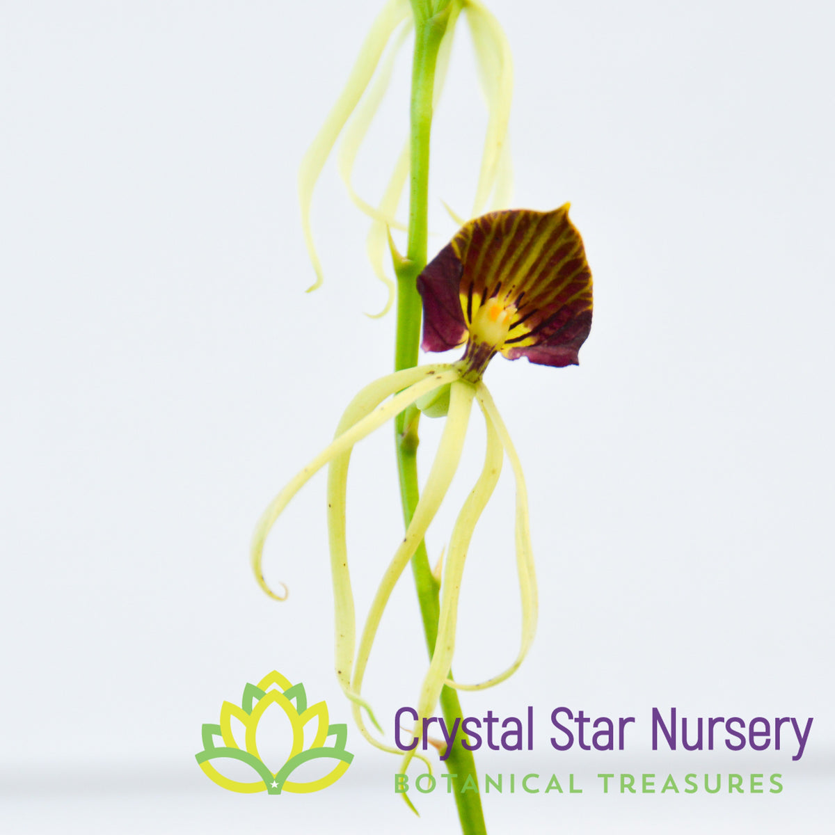 Prosthechea Cochleata