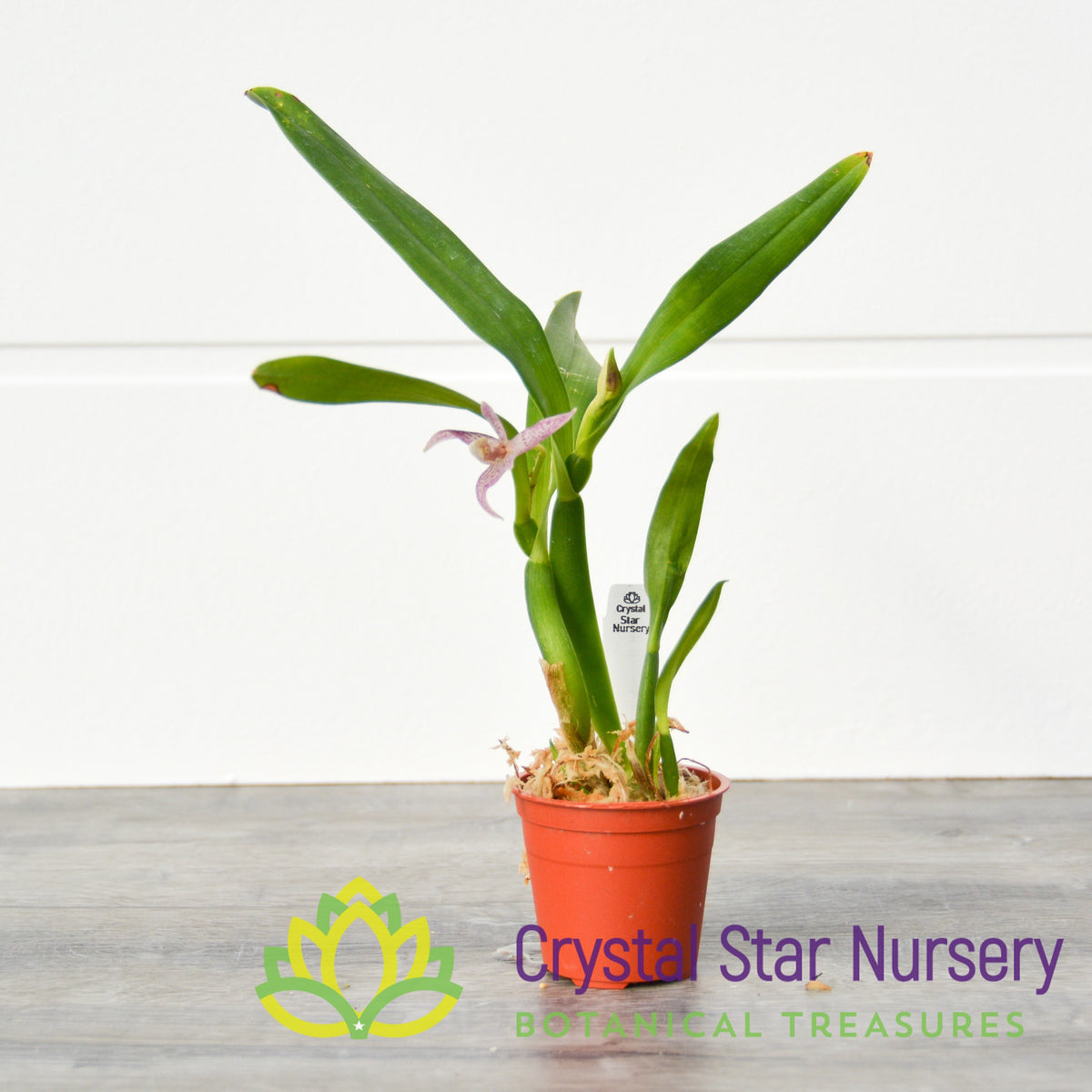 Prosthechea Garciana