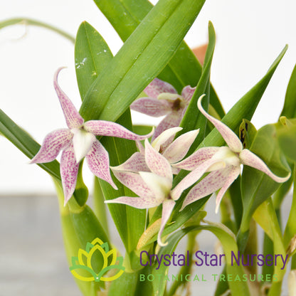 Prosthechea Garciana