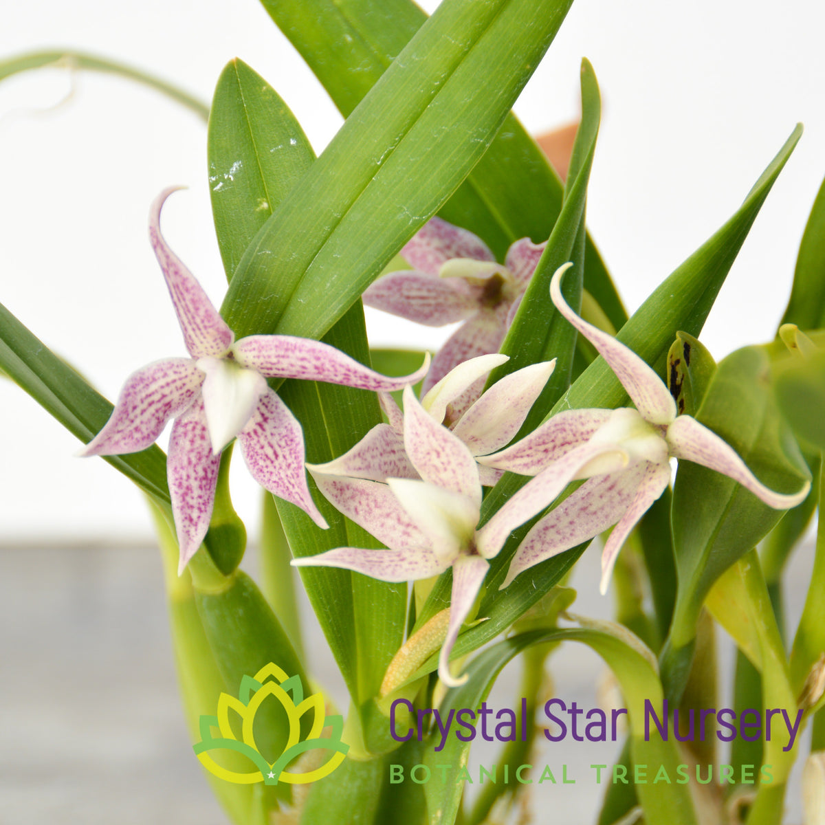 Prosthechea Garciana