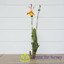 Psychopsis kalihi