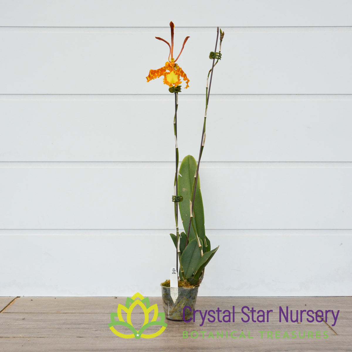 Psychopsis kalihi