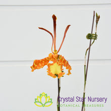 Psychopsis kalihi