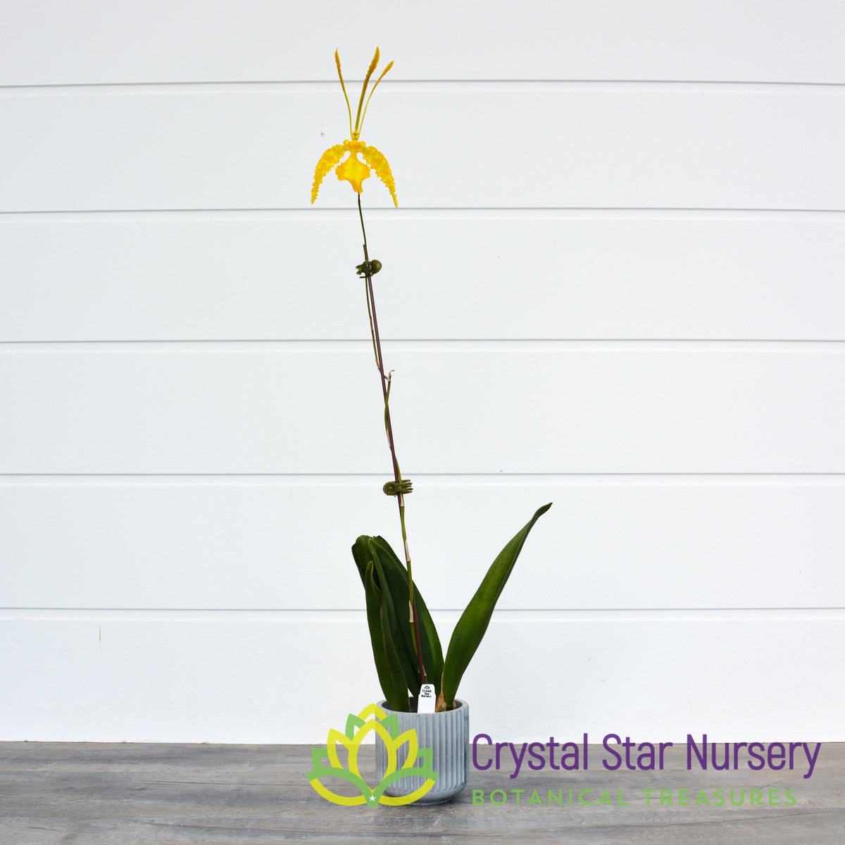 Psychopsis Kalihi &#39;Green Valley&#39; var Alba