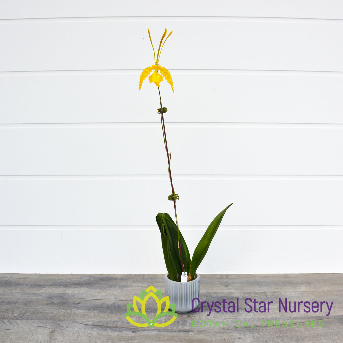 Psychopsis Kalihi &#39;Green Valley&#39; var Alba