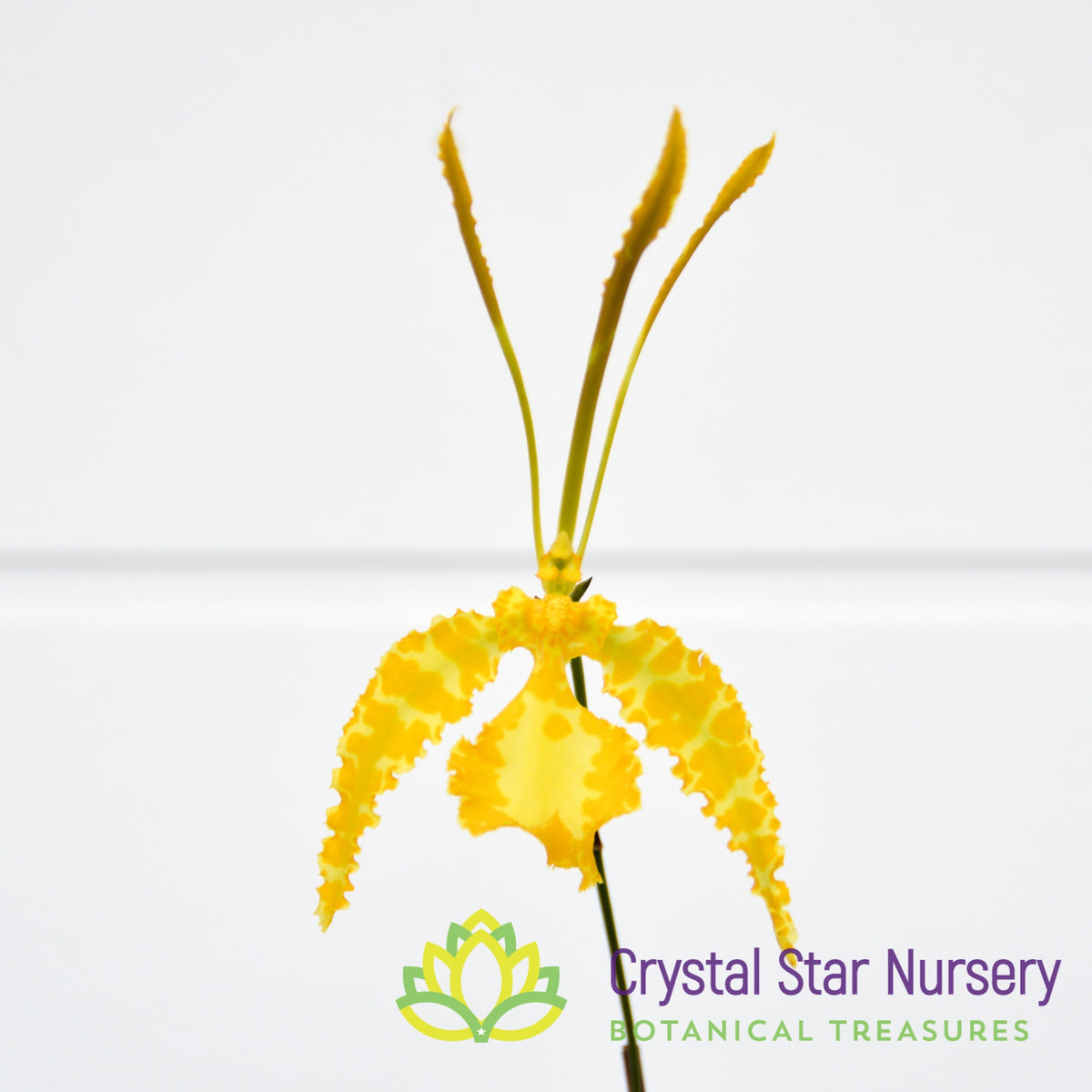 Psychopsis Kalihi &#39;Green Valley&#39; var Alba