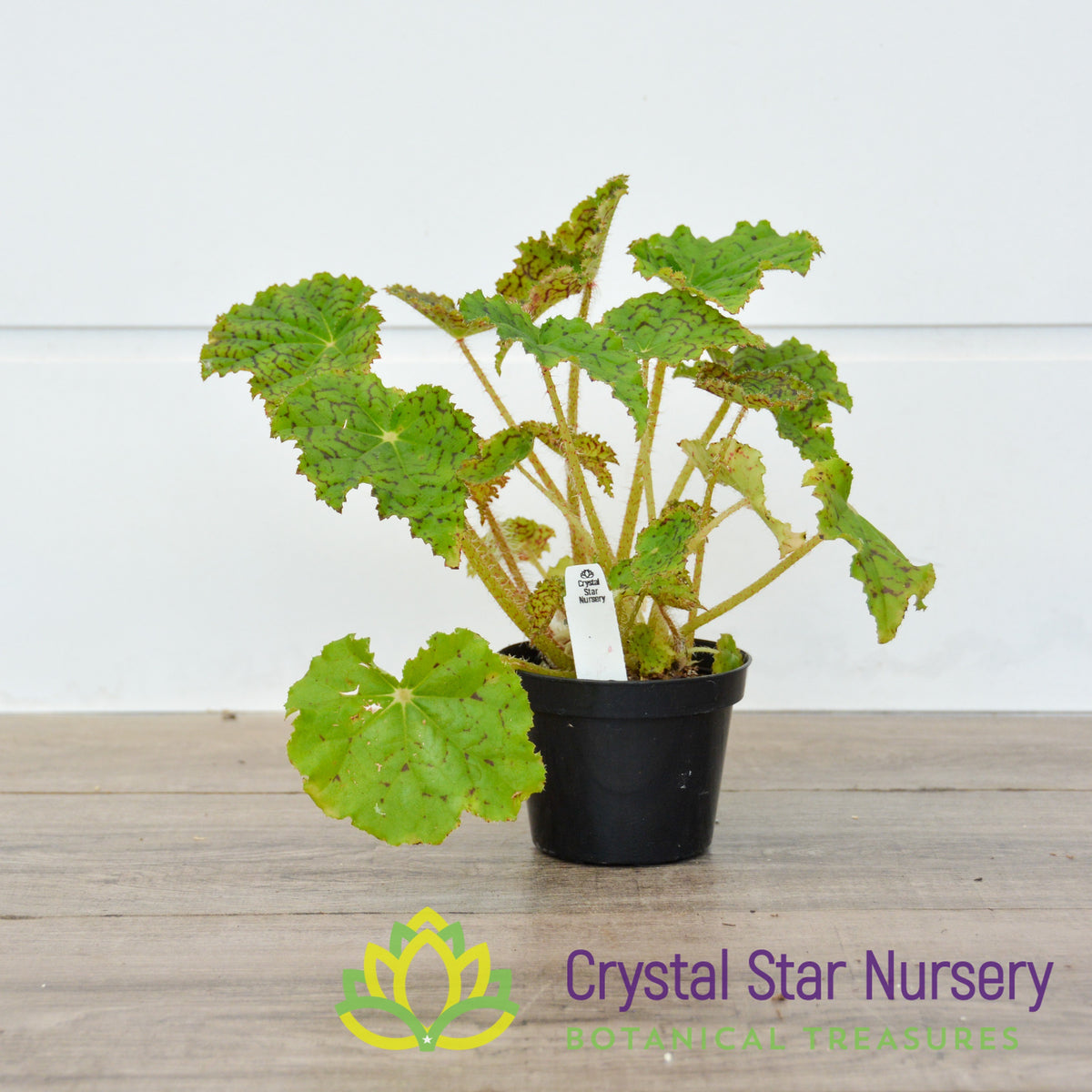 Rex Begonia NOID (B)