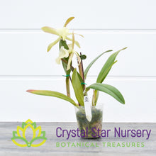 Rhyncholaelia Glauca