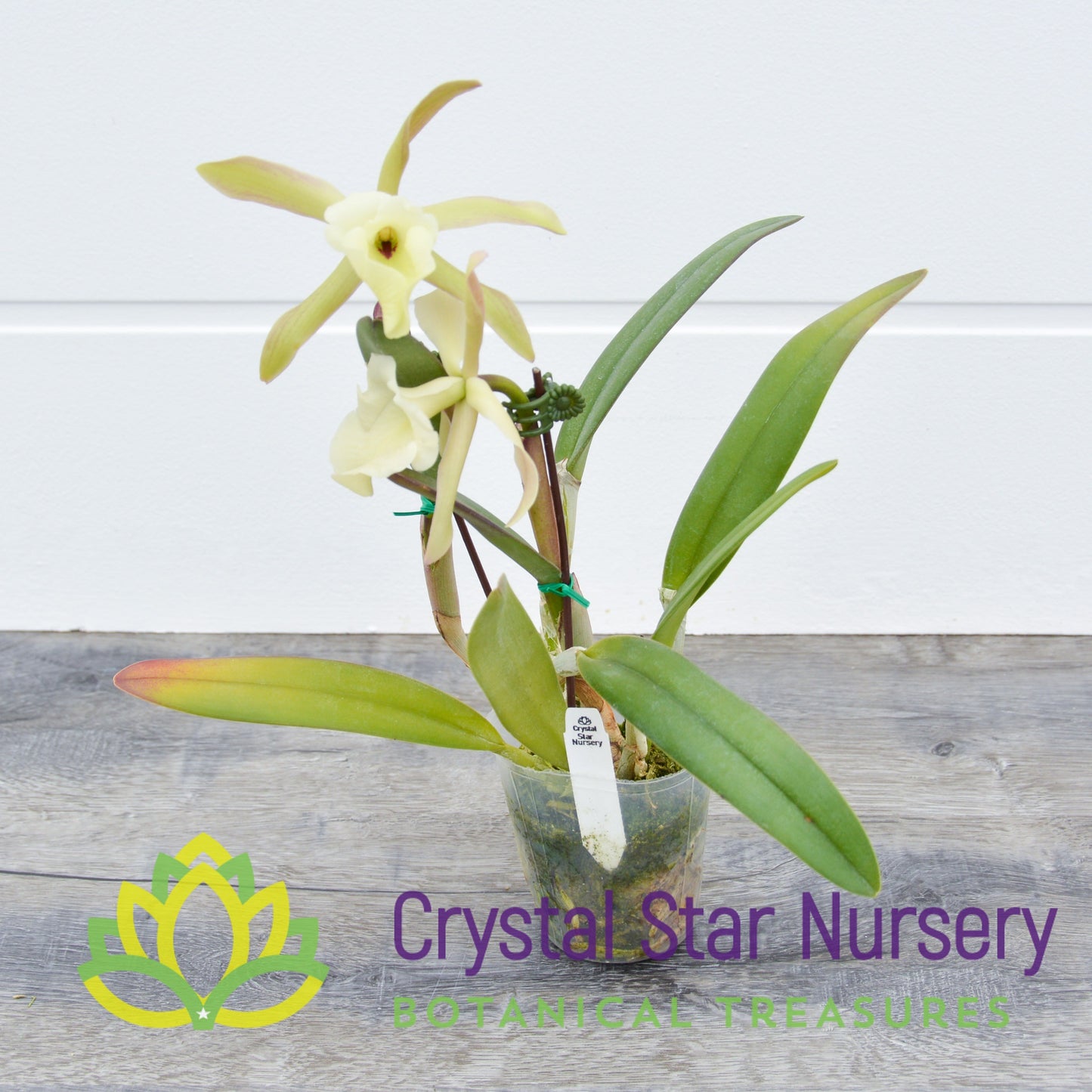 Rhyncholaelia Glauca