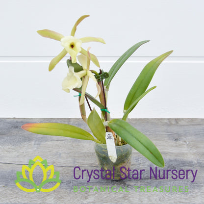 Rhyncholaelia Glauca
